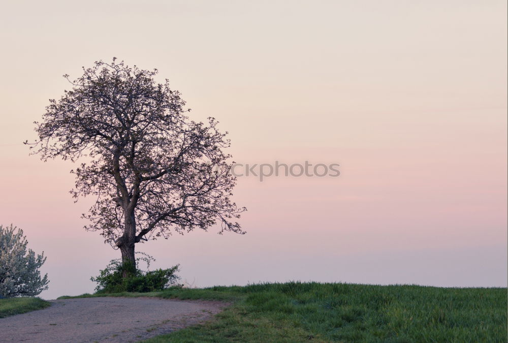 Similar – Image, Stock Photo retirement Nature Plant