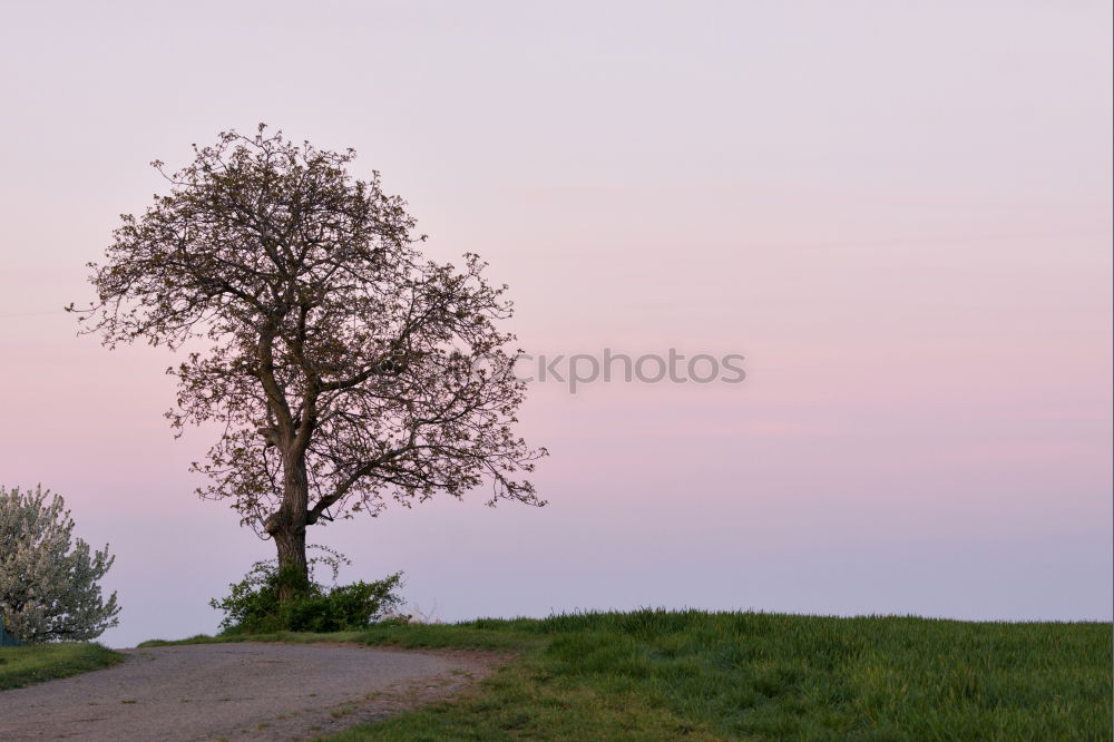 Similar – Image, Stock Photo sloping avenue Avenue Tree