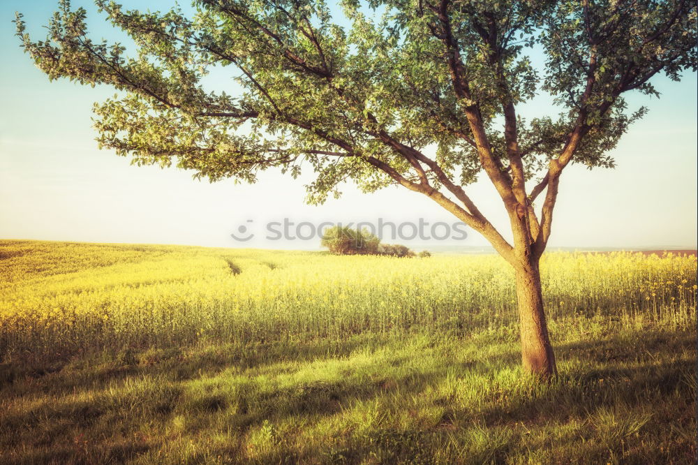 Similar – Foto Bild Rotkäppchen und der böse Onkel