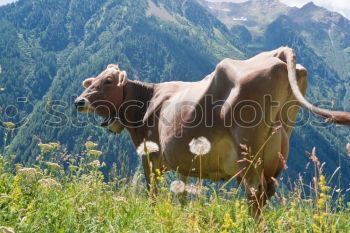 Similar – Allgäu cow Cow Summer