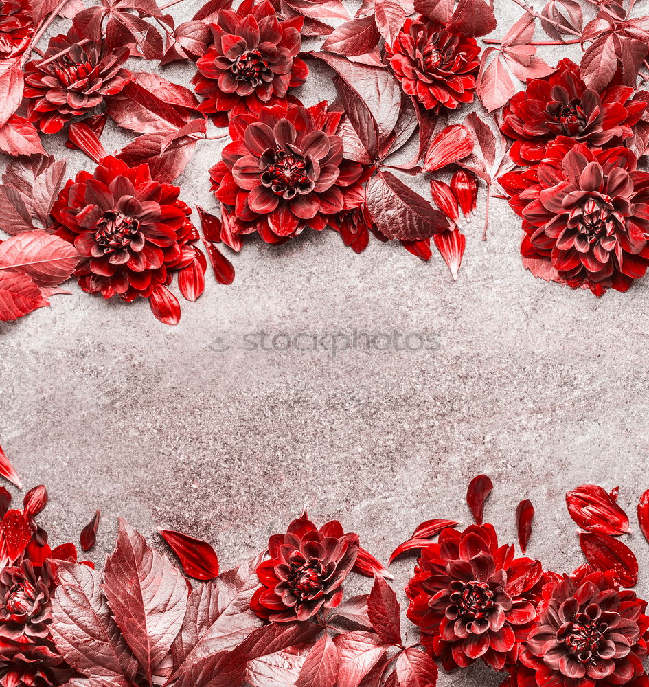 Image, Stock Photo Red autumn flowers and leaves frame