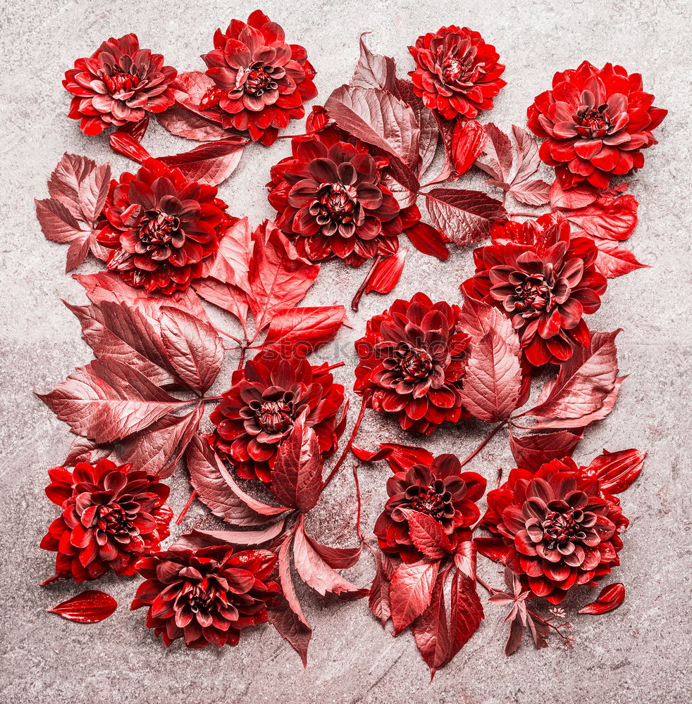 Similar – Image, Stock Photo Red autumn flowers and leaves frame