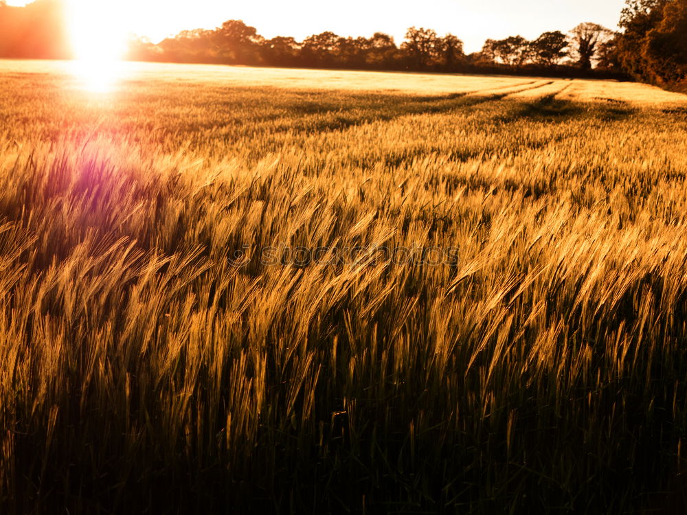 Sundown III Field Sunset