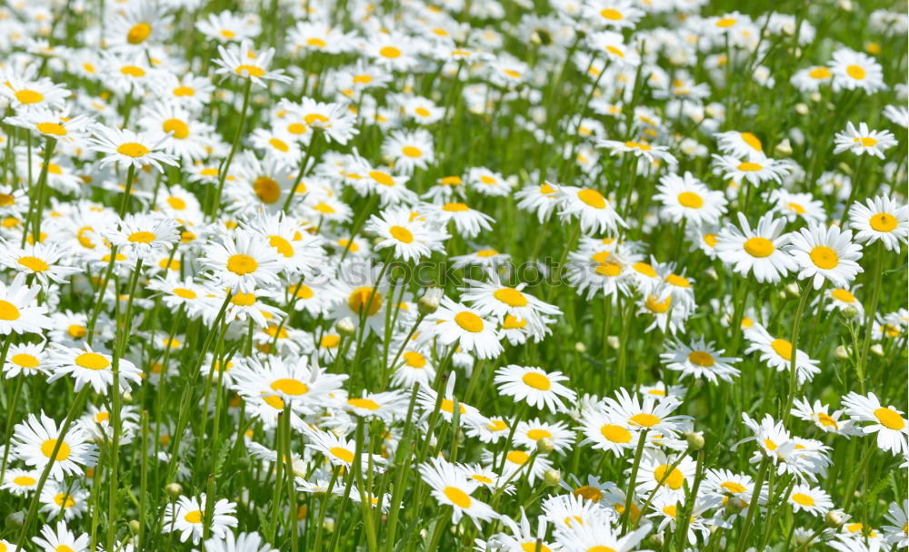 Similar – Image, Stock Photo uncontrolled growth Plant