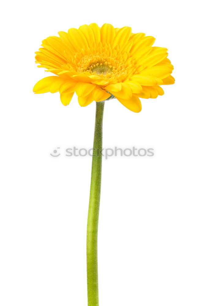 Similar – Image, Stock Photo A colourful bouquet