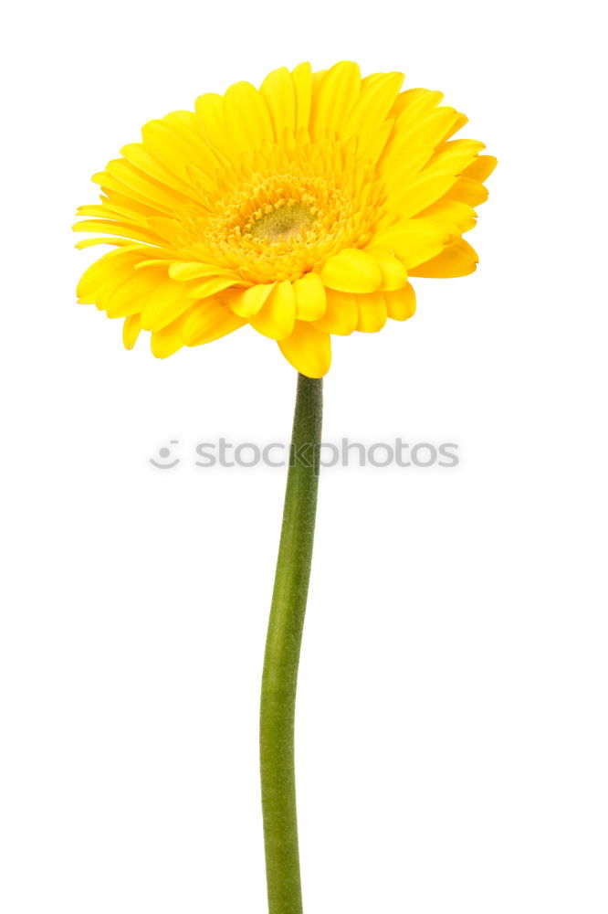 Foto Bild Gerbera Blume Vase grün