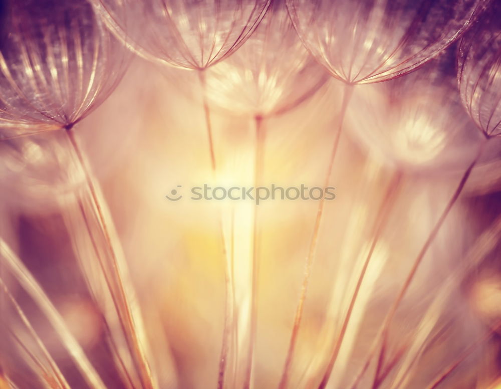 Image, Stock Photo Autumn leaf. Plant Tree