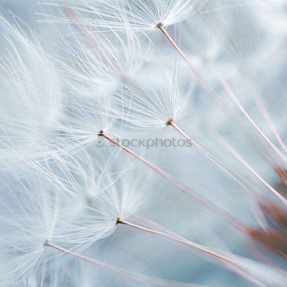 Similar – Nahaufnahme einer Pusteblume im Sonnenlicht vor blauem Himmel