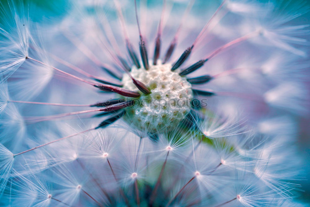 Image, Stock Photo flower Flower Meadow