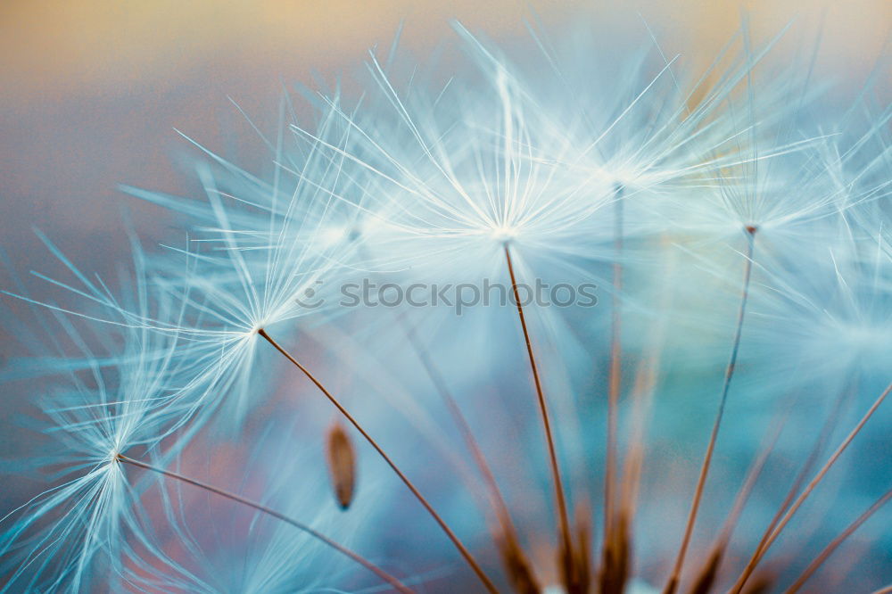 Similar – Image, Stock Photo flower Flower Meadow