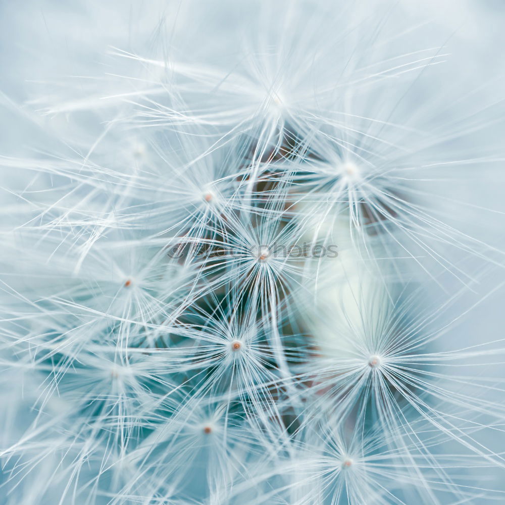 Similar – Nahaufnahme einer Pusteblume im Sonnenlicht vor blauem Himmel