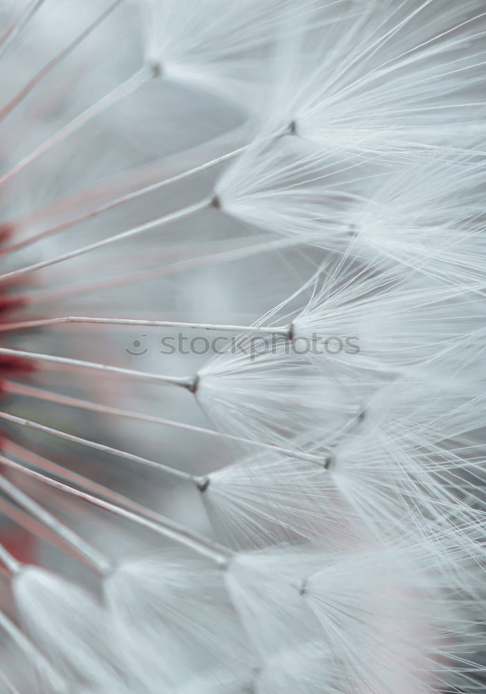 Image, Stock Photo dandelion flower seed