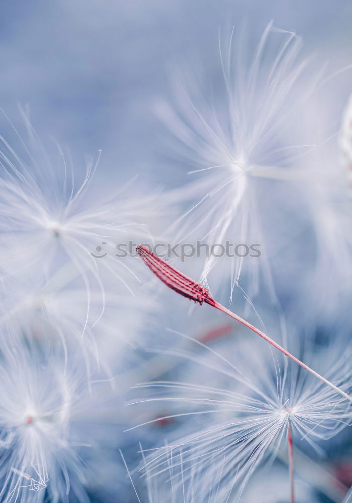 Similar – flowering thistle and flowering grass in Scotland