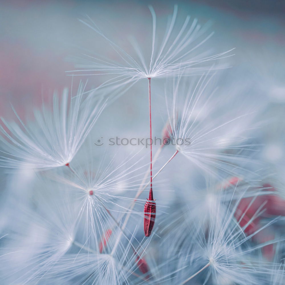 Similar – flowering thistle and flowering grass in Scotland