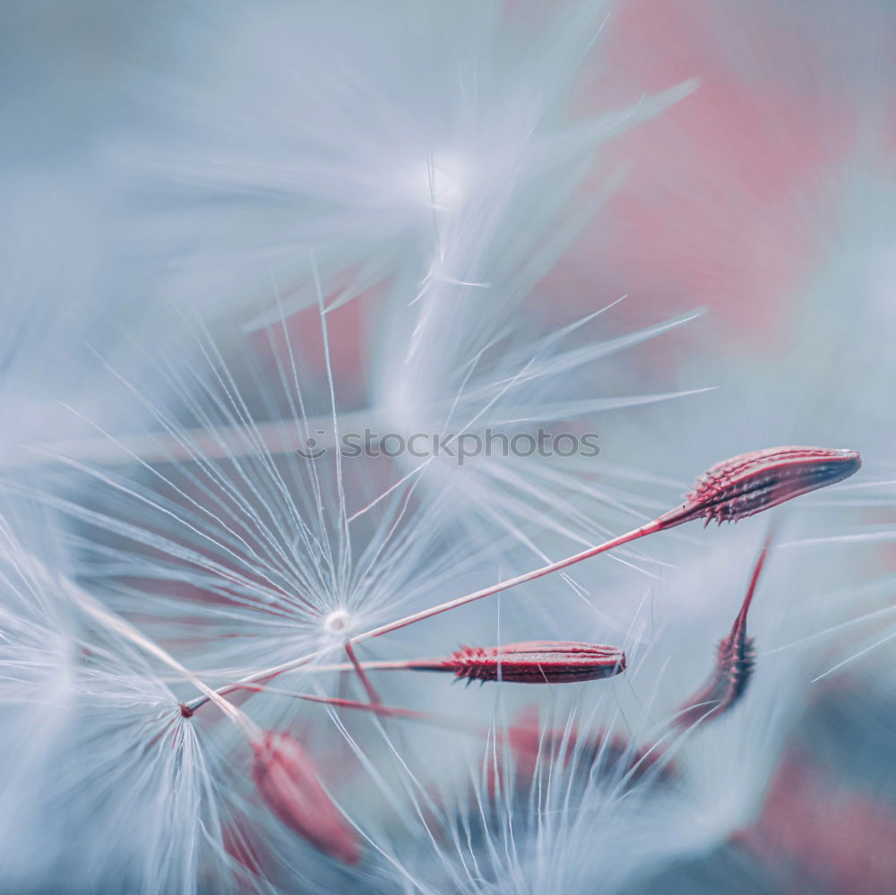 Similar – flowering thistle and flowering grass in Scotland