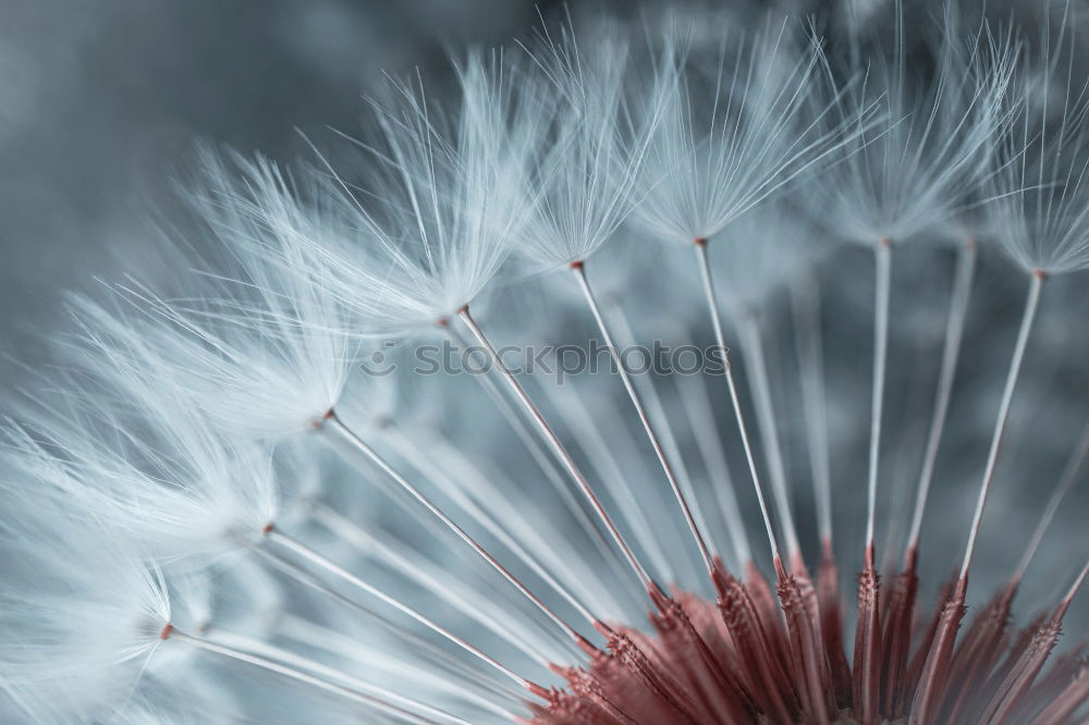 Similar – Ladybird view in IR