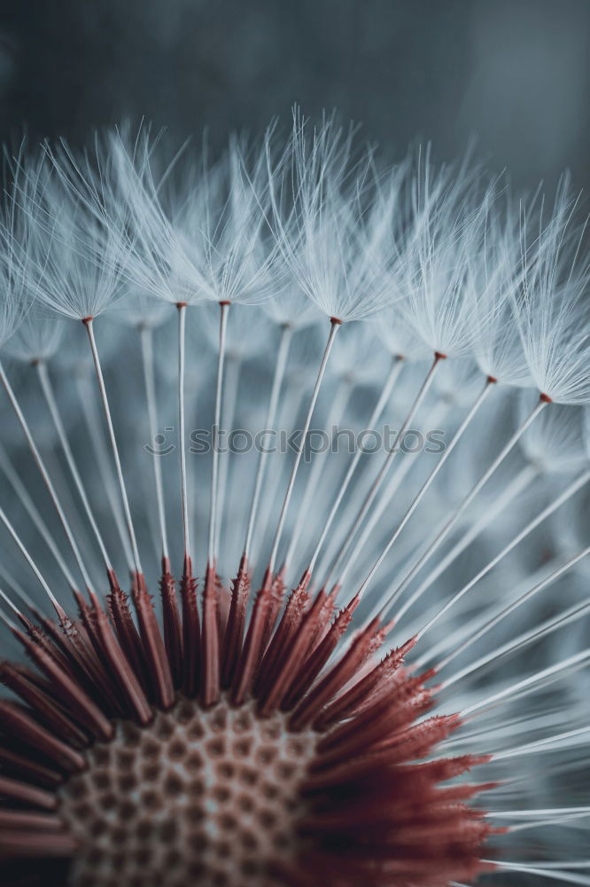 Similar – dandelion flower Dandelion