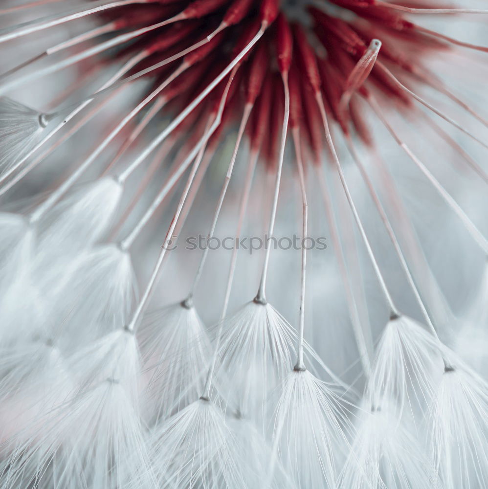 Foto Bild Pink Flower Blume rosa