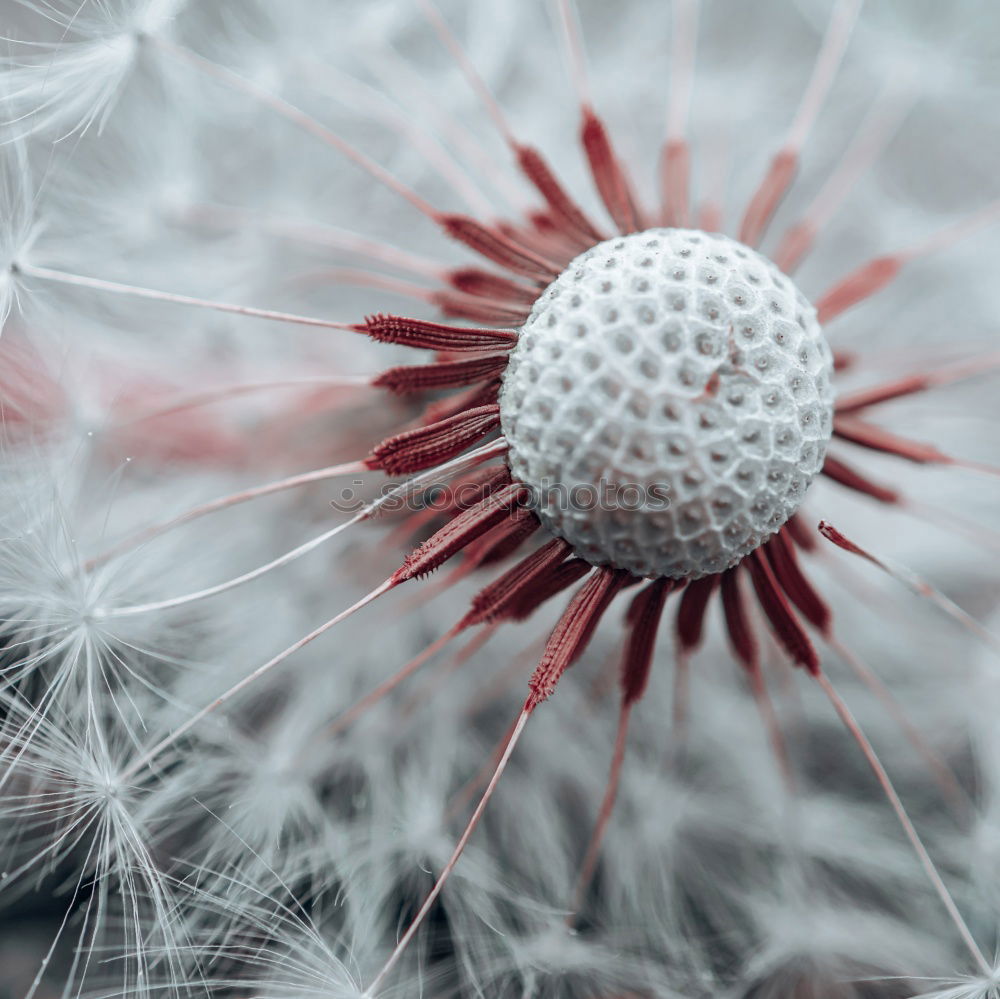 Similar – dandelion flower Dandelion