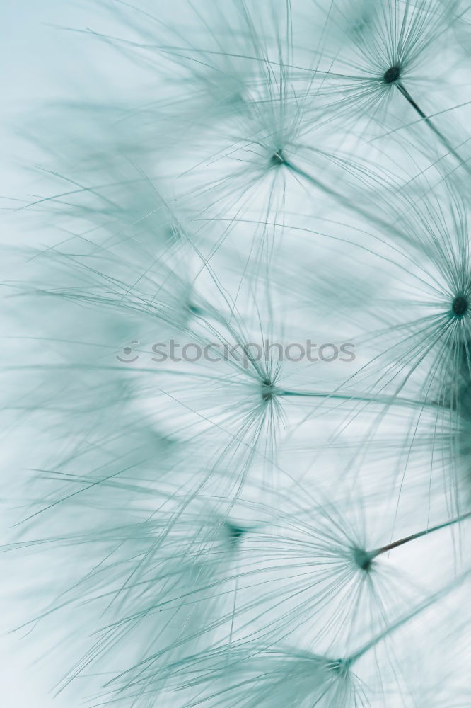 Image, Stock Photo ramified Environment