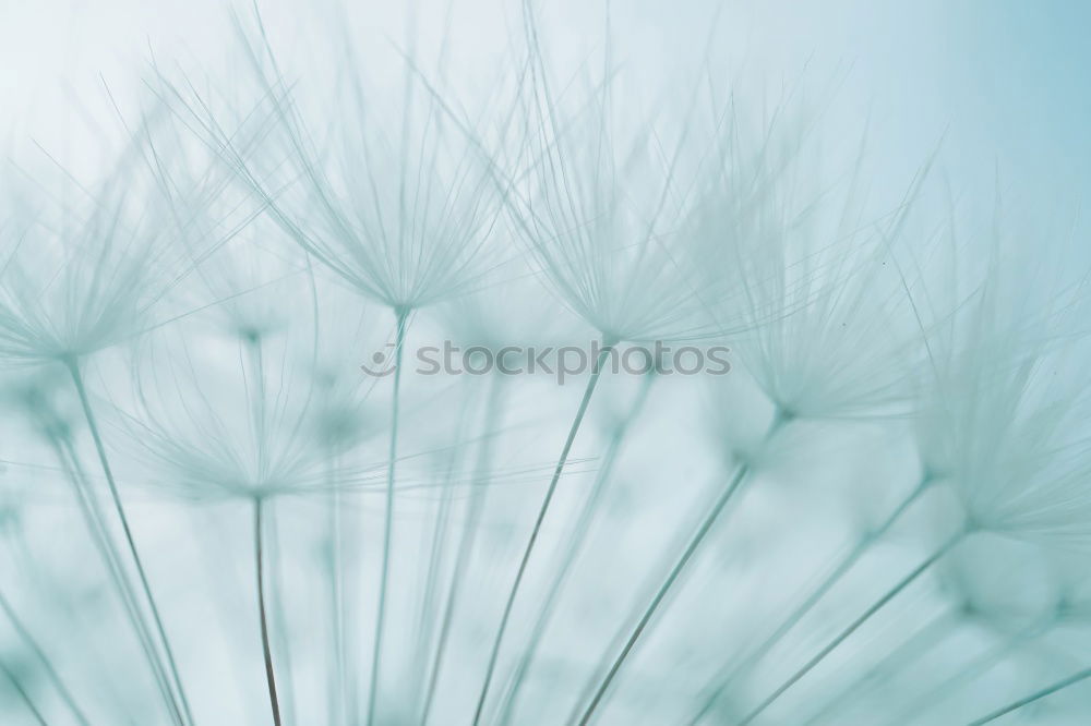 Similar – Image, Stock Photo flower magic Nature Plant