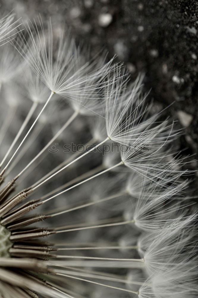 Similar – Image, Stock Photo puppete Summer Dandelion