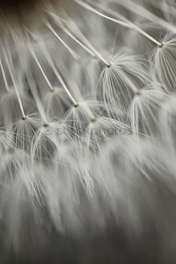 Similar – Image, Stock Photo abstract dandelion flower plant