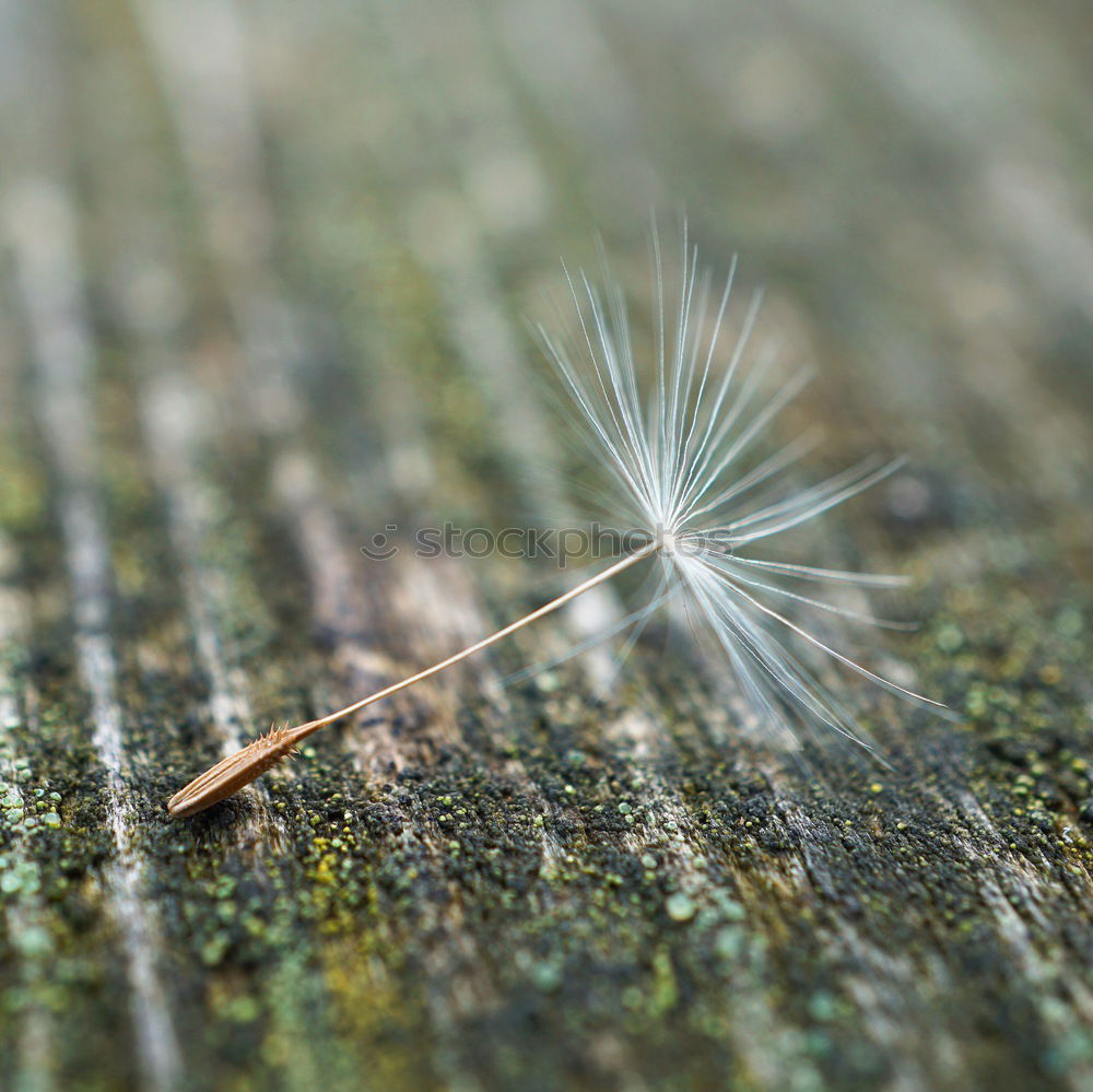 Similar – dandelion flower seed