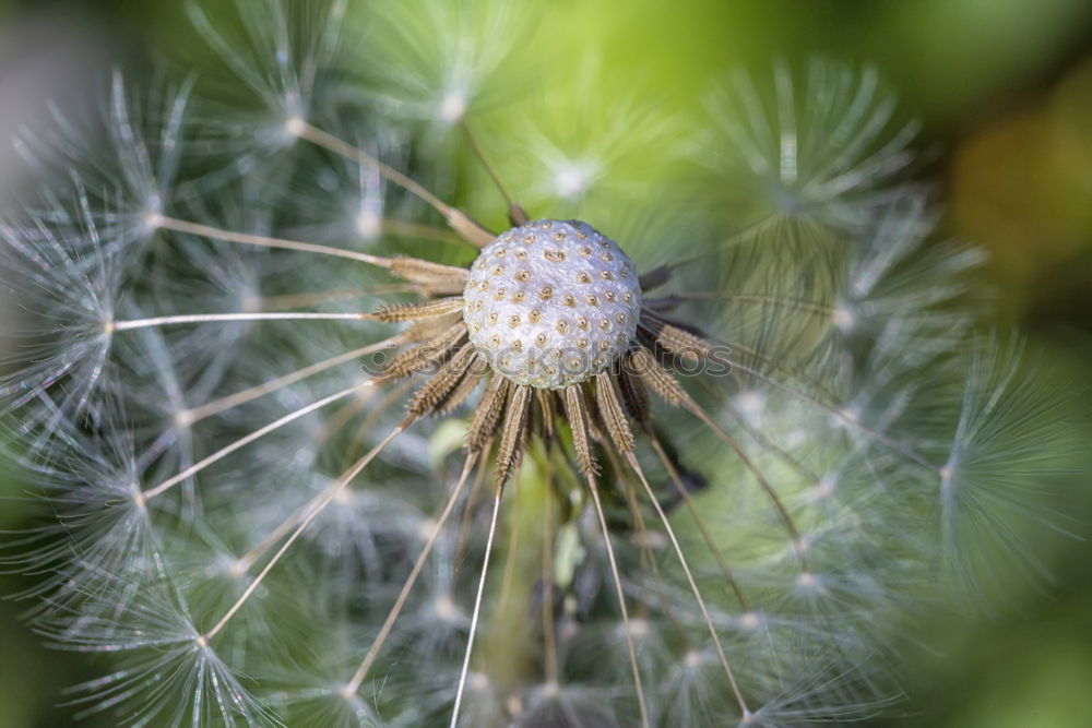 Similar – Image, Stock Photo resting place; snail on daisy leaf