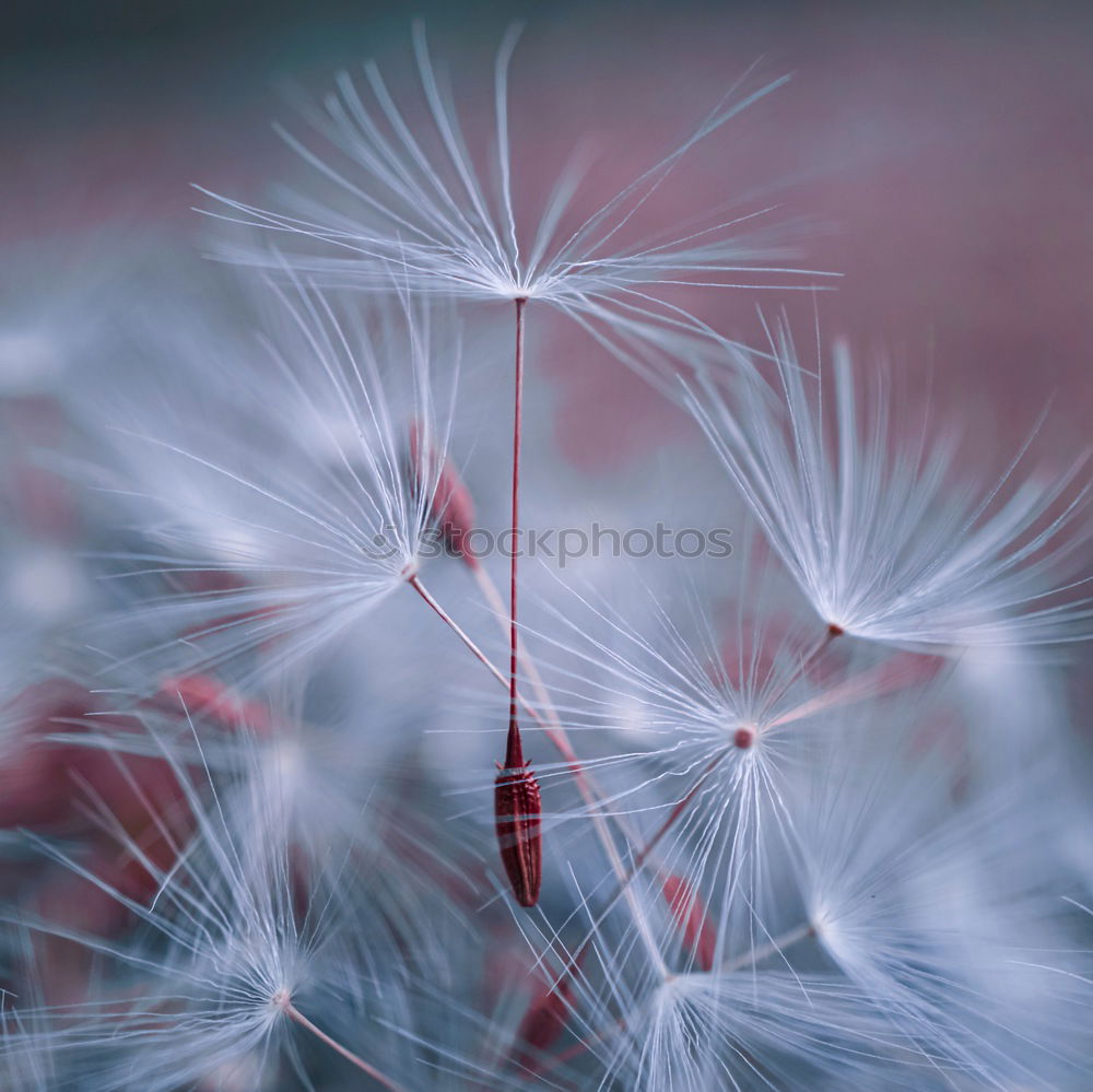 Similar – dandelion flower plant