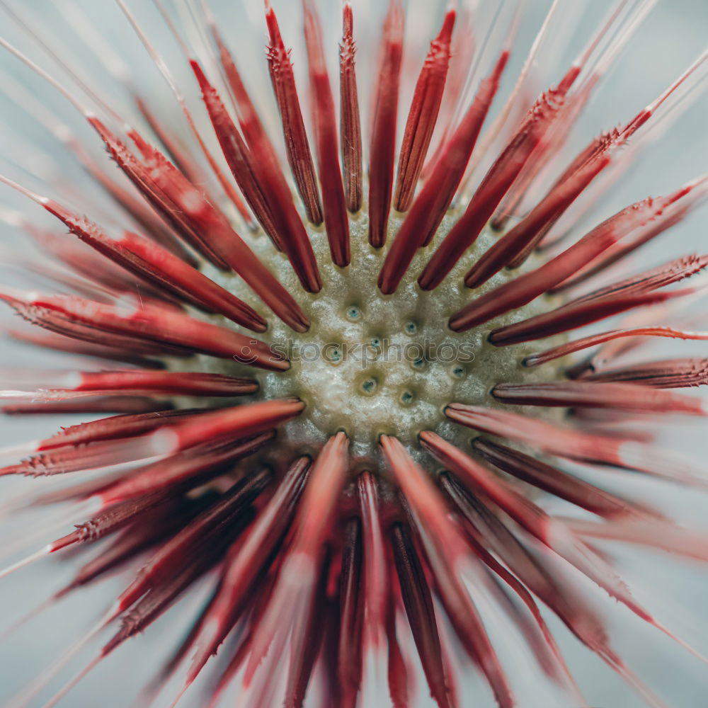 Similar – Image, Stock Photo Violet poppy blossom