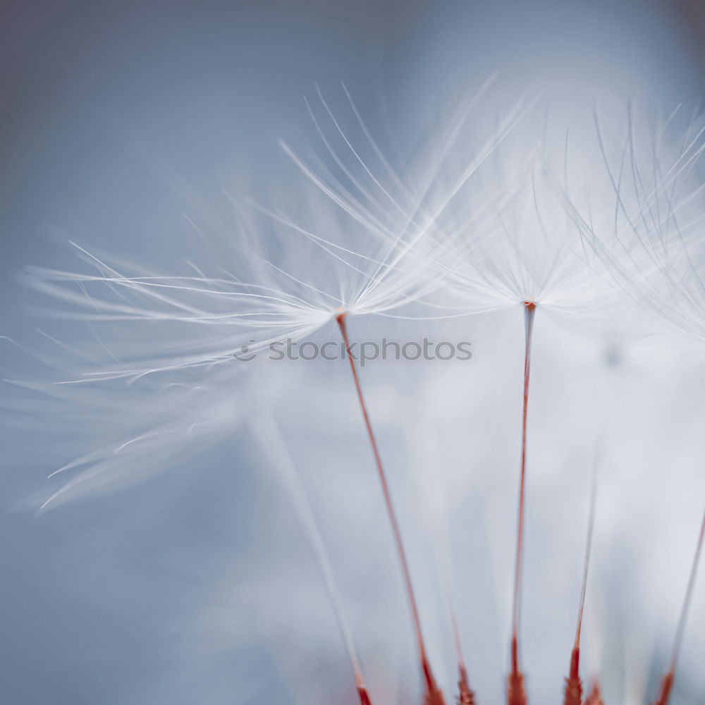 Similar – Poppy blossom in development