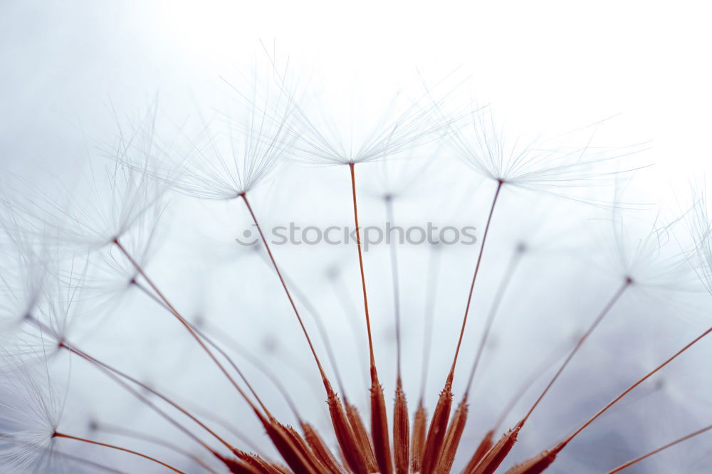 Similar – Image, Stock Photo daisies of the galaxy