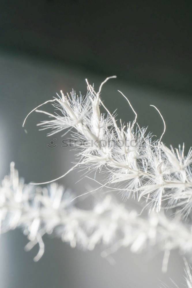 Similar – Image, Stock Photo frost work Ice Frost