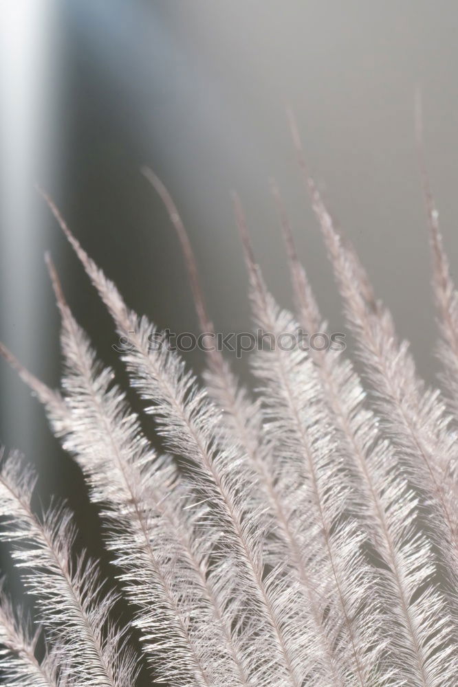 Similar – Image, Stock Photo end of season Winter Ice