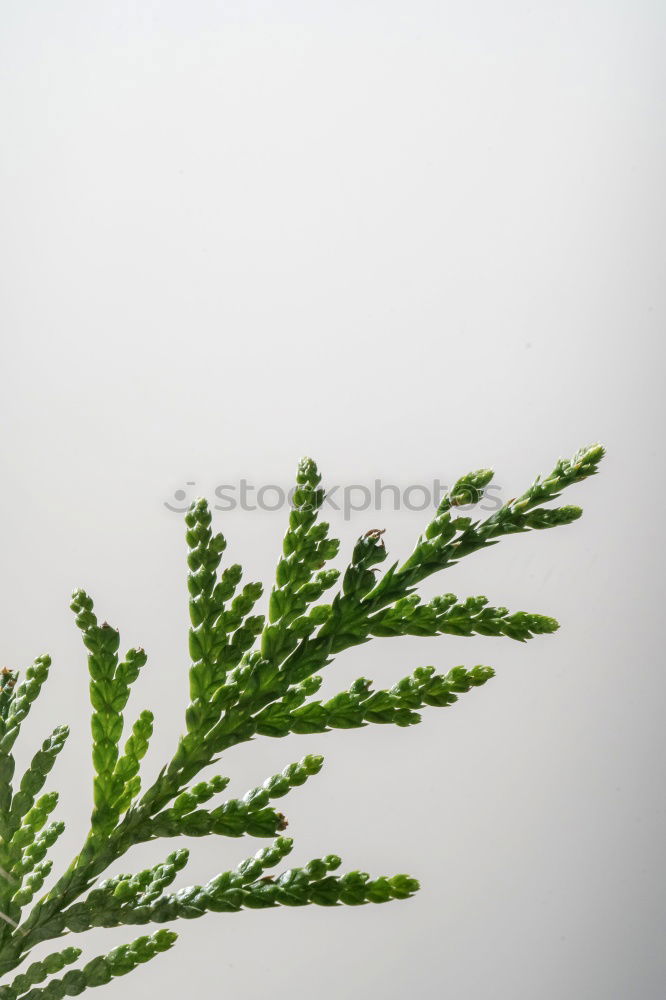 Similar – Image, Stock Photo kitchen herb Interior shot