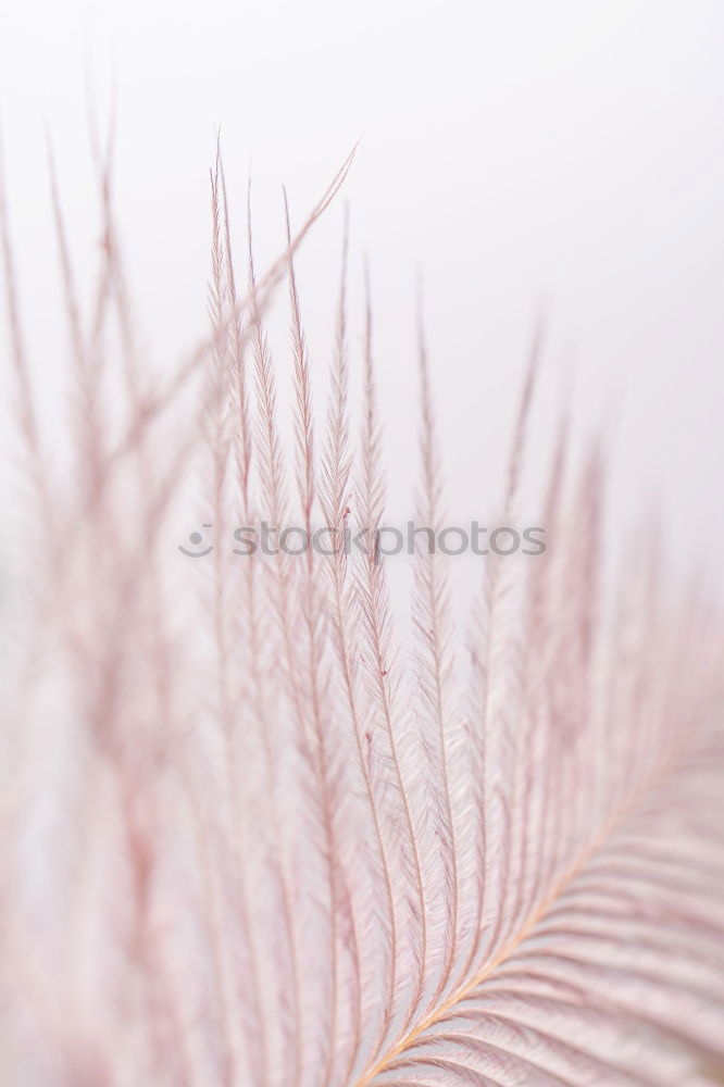 Similar – Image, Stock Photo Icy Autumn Environment