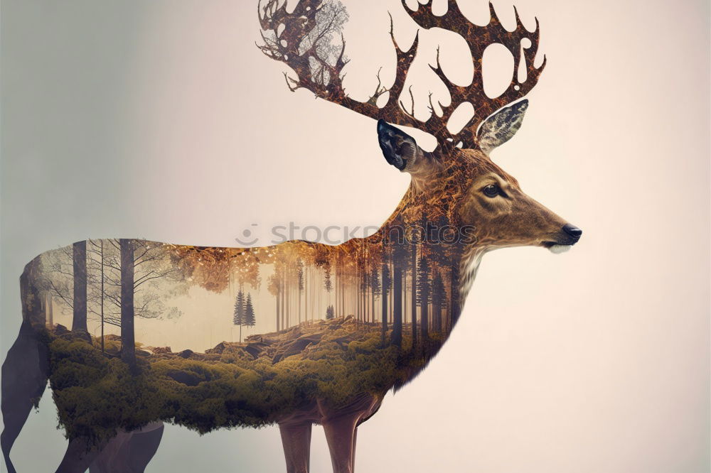 Similar – Image, Stock Photo at king’s Deer Elk Animal