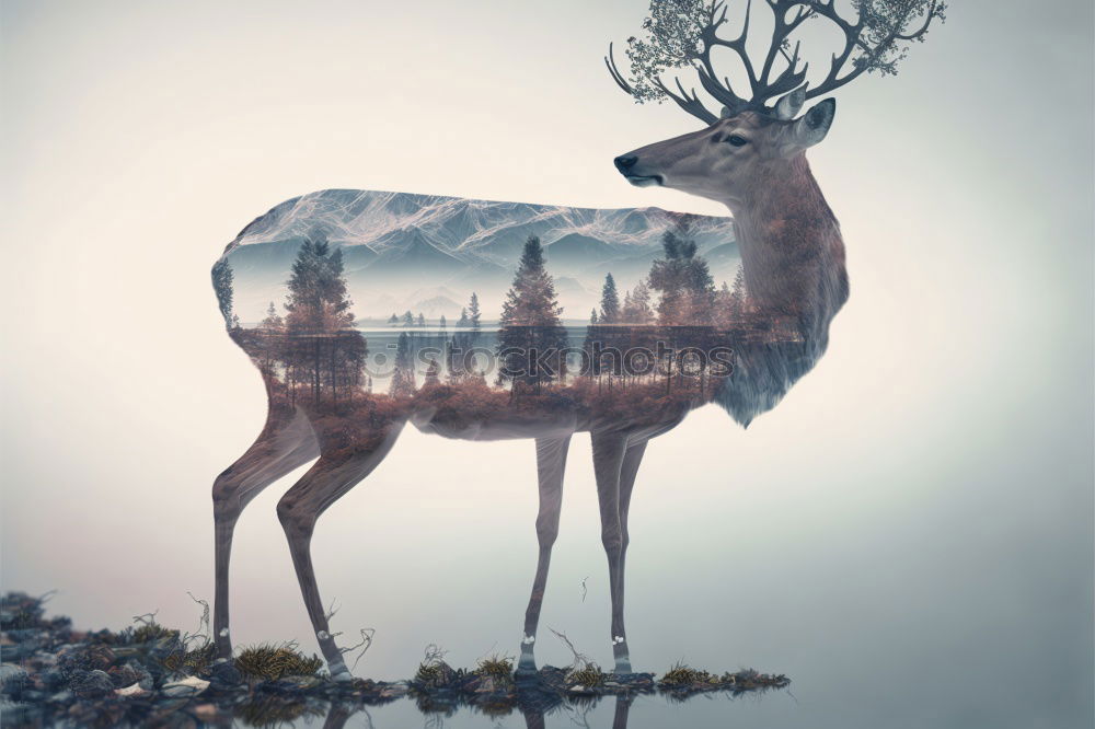 Similar – Stag at sunrise in winter landscape