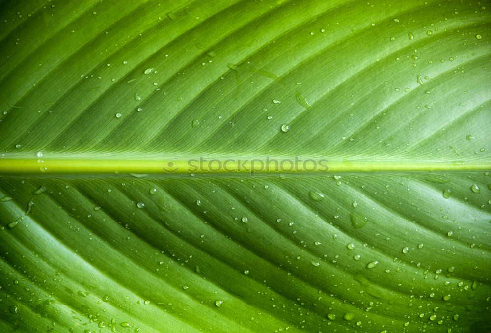 Similar – turn over a new leaf Leaf