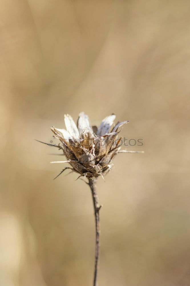 Similar – small butterfly Butterfly