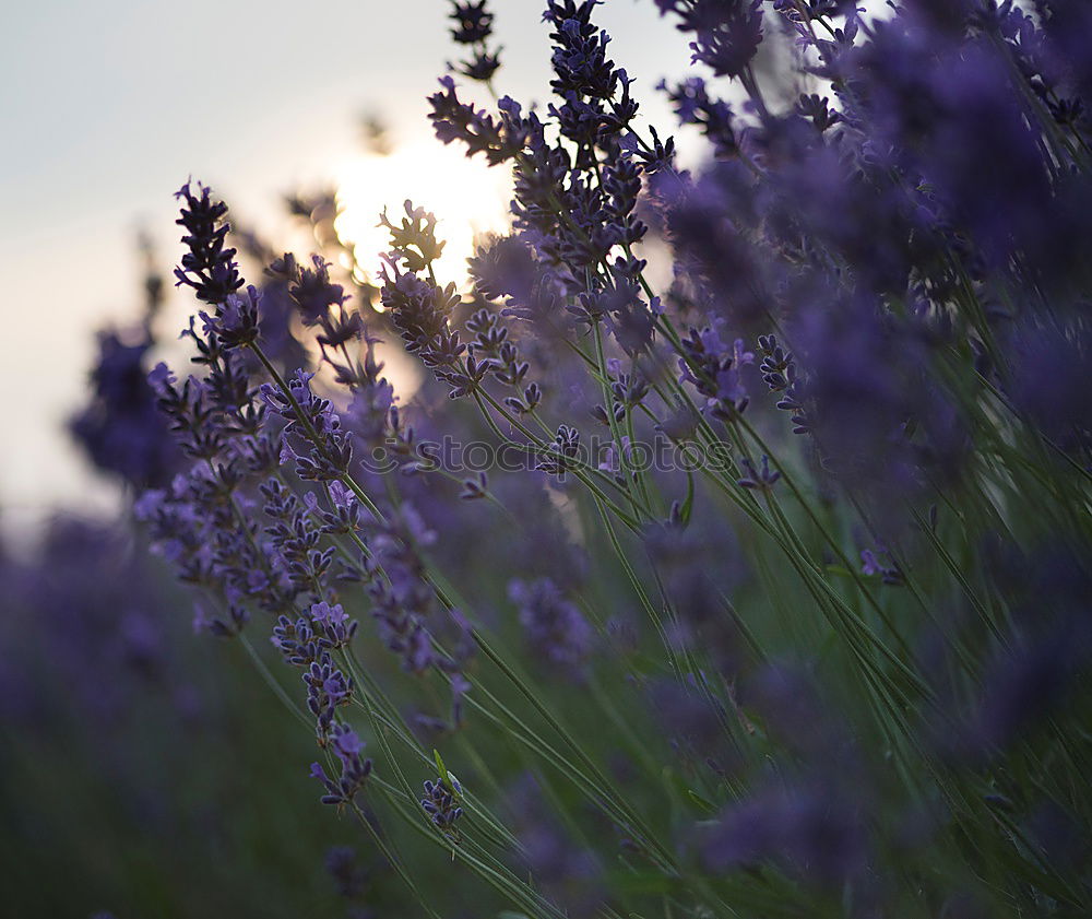 Similar – lavender at sunrise