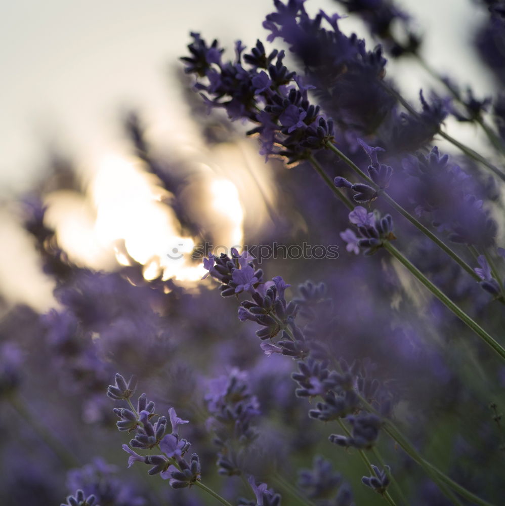 Similar – Image, Stock Photo lavender Herbs and spices