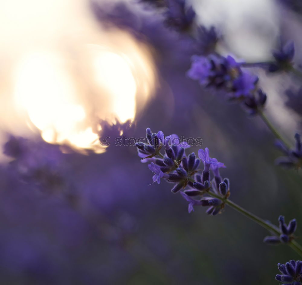 Similar – Abendstimmung im Garten