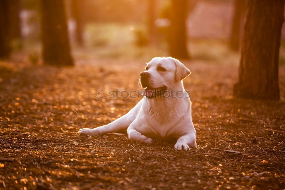 Similar – Image, Stock Photo Funny dog lying on ground between plants