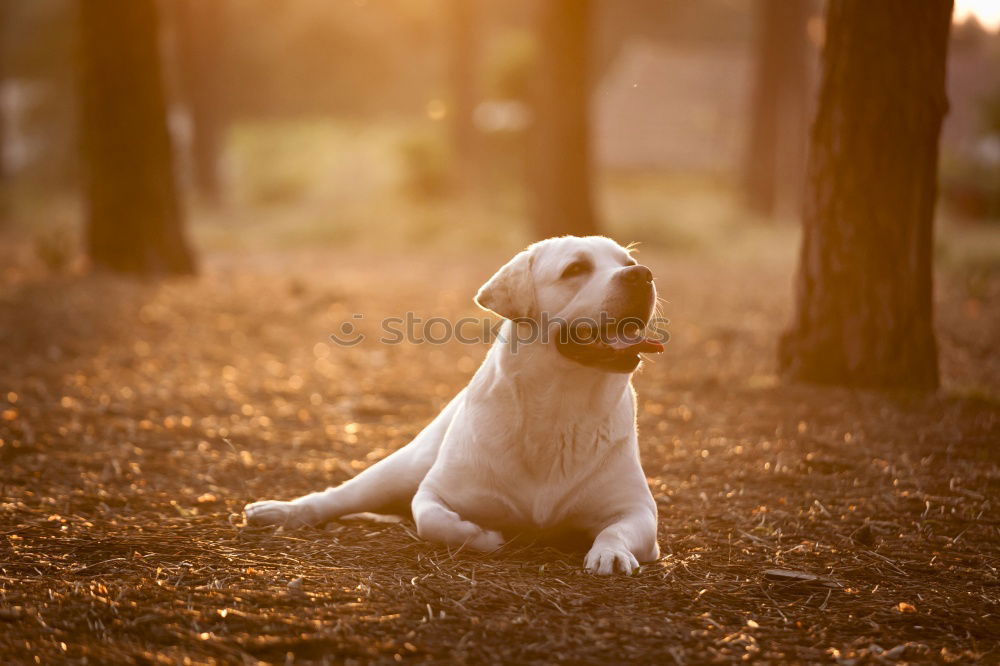 Similar – Image, Stock Photo Dog in autumn Animal