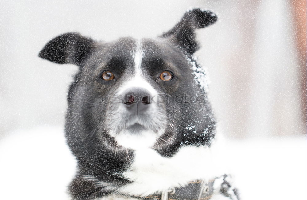 Similar – Boston Terrier Portrait