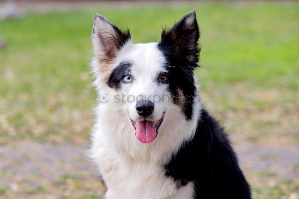 Border Collie Säugetier