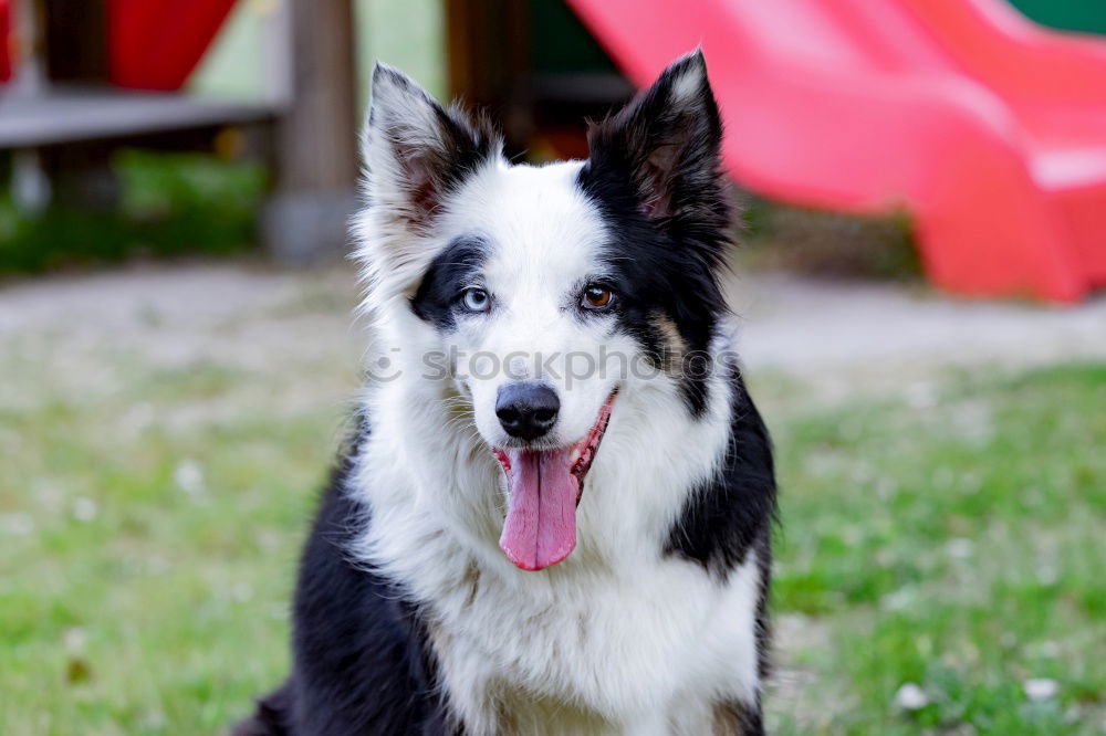 Similar – Border Collie Säugetier