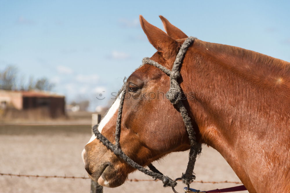 Similar – Image, Stock Photo Man saddling a horse and tighten the girth. Foreground.